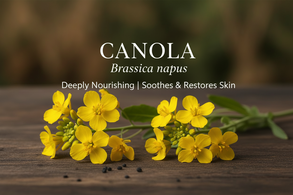 Canola ingredient image